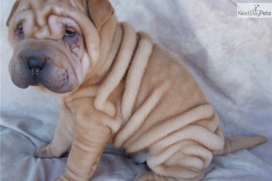 chinese-shar-pei-puppy-picture-0f2b5309-4832-4bcf-a0bf-ee07ef50ad4b.jpg
